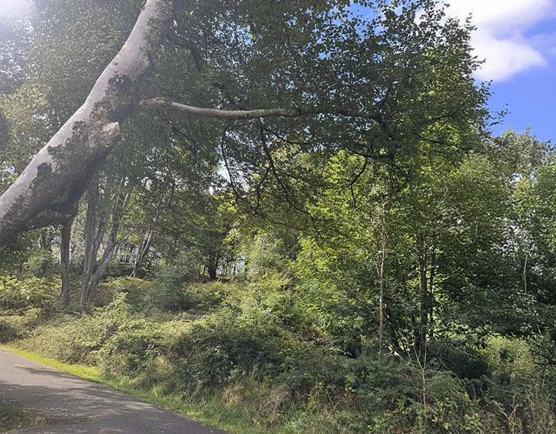 Witches Woods